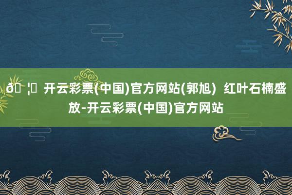 🦄开云彩票(中国)官方网站(郭旭)  红叶石楠盛放-开云彩票(中国)官方网站